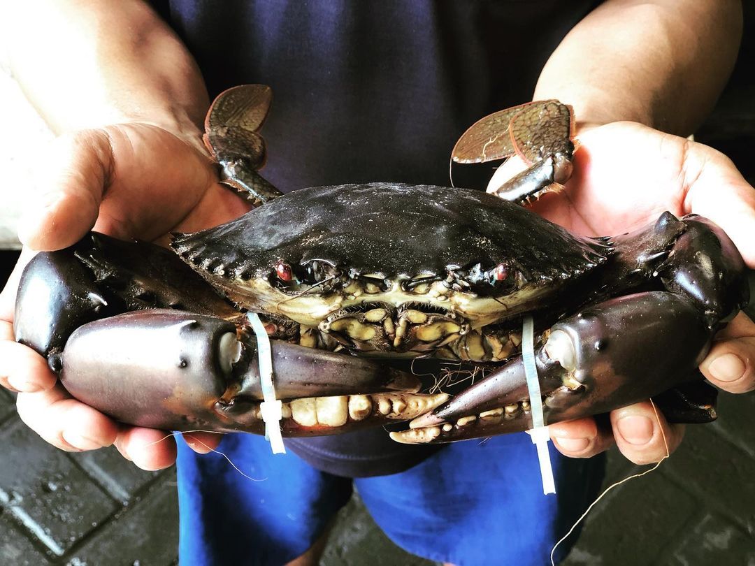 Mud Crab
